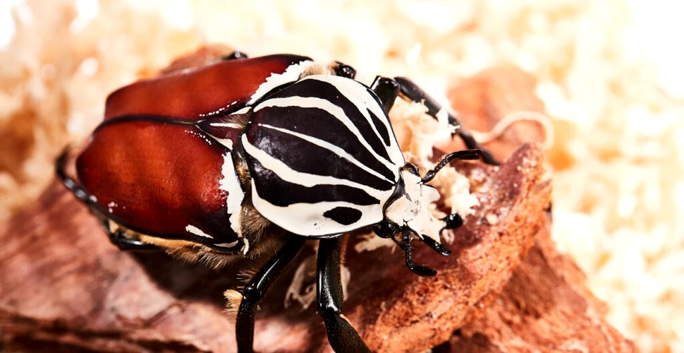 Cea mai mare insectă din lume riscă să dispară din cauza obsesiei noastre pentru ciocolată
