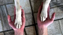 De ce îi irită pe unii oameni compasiunea față de animale a altora. Psihologia criticilor de tipul „De oameni nu-ți pasă?”