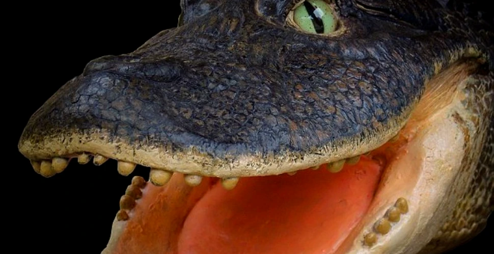 Rămăşiţe fosilizate de crocodili gigant, descoperite in Peru