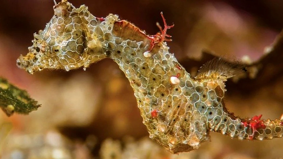 A fost descoperită o nouă specie de cal de mare. Este cât un bob de orez – VIDEO