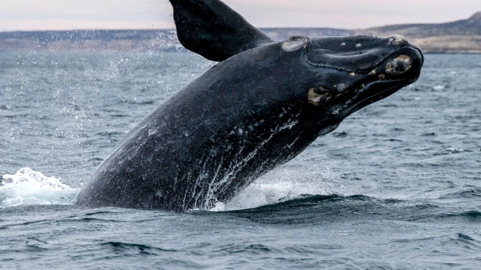 De ce balenele sudice fac pui tot mai rar?