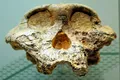 Cele mai vechi date genetice umane, extrase de la fosile de hominid vechi de 2 milioane de ani