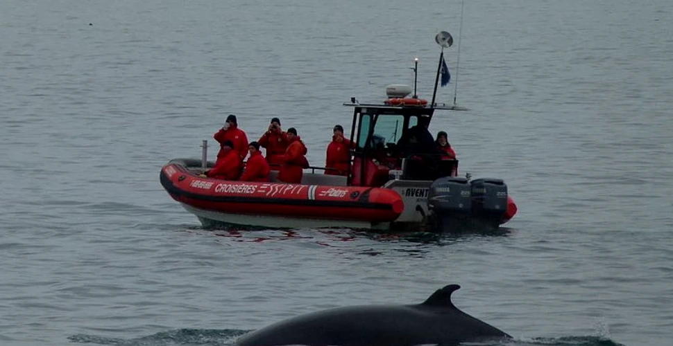 Excursiile turistice „pentru a observa balenele” le fac rău acestor animale