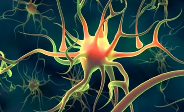 Au fost identificate celule stem neuronale capabile sa se regenereze