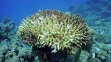 Criza climatică a triplat durata valurilor de căldură din oceane