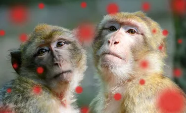 OMS nu consideră variola maimuței o urgență de sănătate publică internațională, dar epidemia trebuie monitorizată