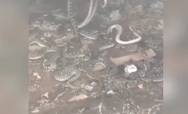 Un bărbat a găsit peste 30 de şerpi veninoşi sub magazia sa – VIDEO