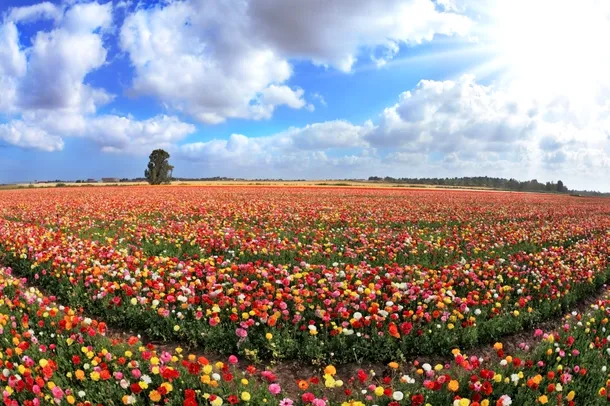 Culturi de flori într-un kibbutz