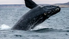 De ce balenele sudice fac pui tot mai rar?