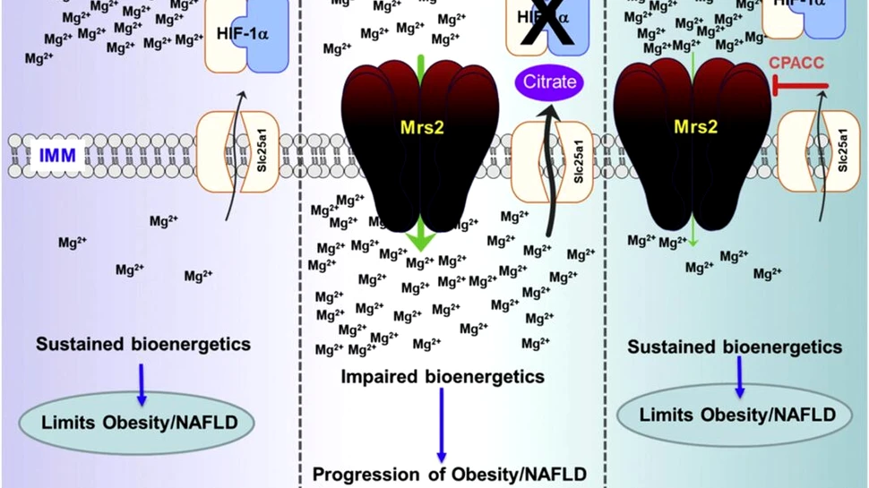 Medicamentul care menține șoarecii slabi chiar dacă aceștia consumă zahăr și grăsimi