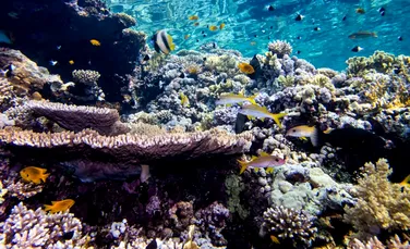 Poluarea luminoasă afectează reproducerea coralilor