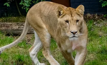 Șapte lei, ținuți în condiții improprii într-o localitate din Dâmbovița, salvați și duși în Olanda