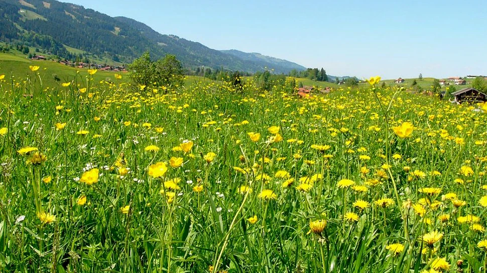 Natura poate fi vitală pentru sănătatea mintală a oamenilor