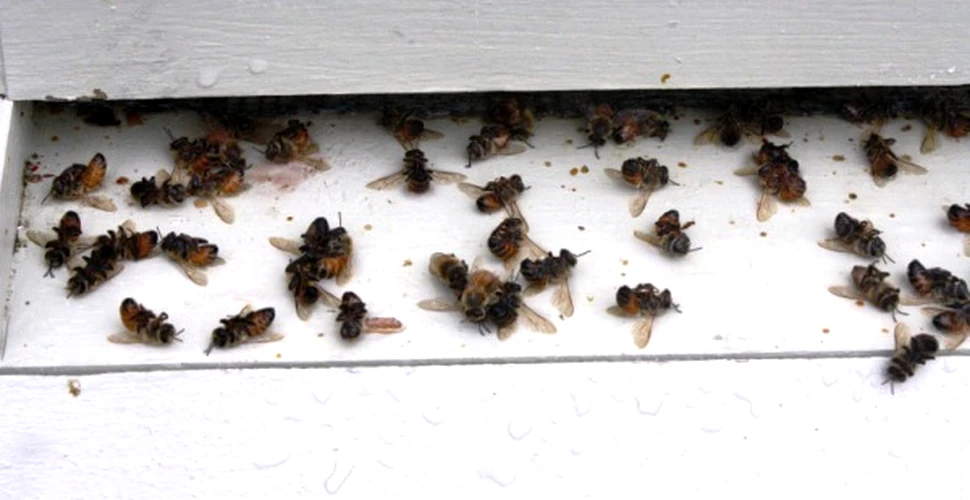 „Echipa morţii” – parazit+virus – decimează albinele lumii