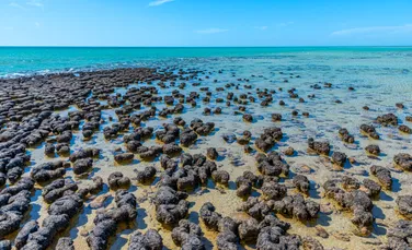Zonele marine protejate ar putea rezolva problema foametei la nivel global