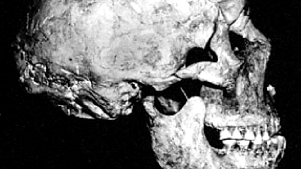 Neanderthalienii, tot mai asemanatori cu oamenii