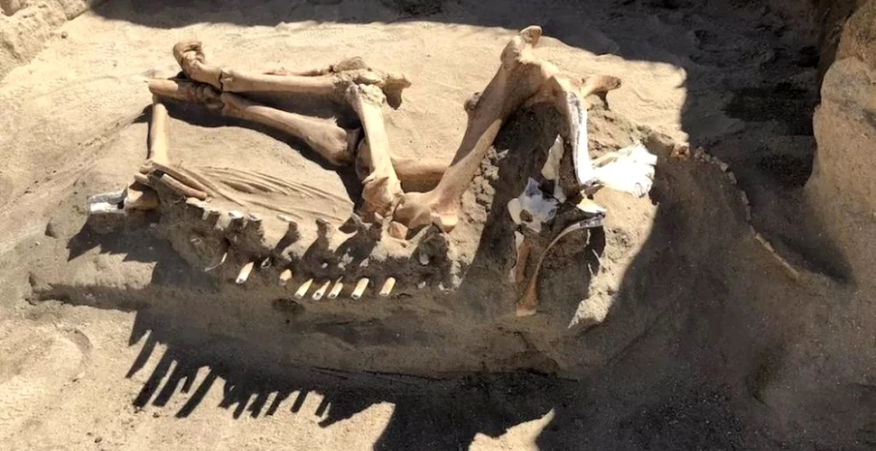 Scheletul unui cal „de la ultima eră glaciară” descoperit în Utah nu este ceea ce au crezut cercetătorii