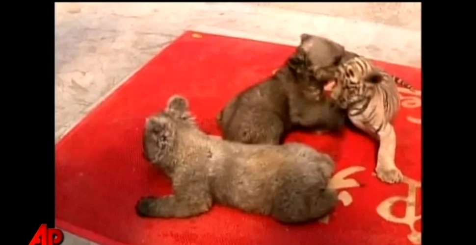 Puii de urs şi-au găsit partener de joacă: un pui de tigru! (VIDEO)