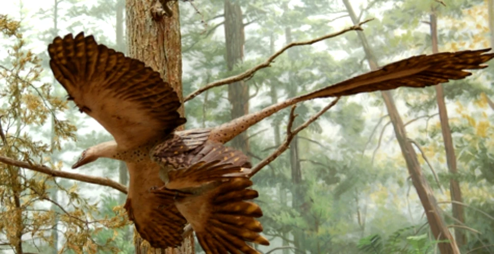 Dinozaurii care trăiau în copaci aveau pene sclipitoare
