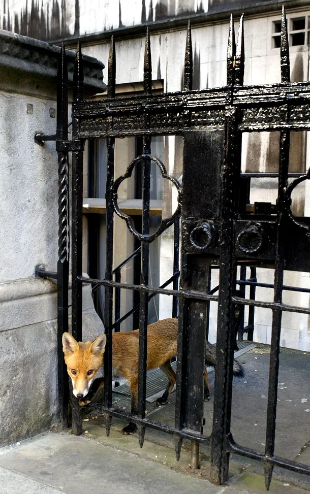 O vulpe priveşte printr-o poartă a Royal Courts of Justice, instituţie aflată în centrul Londrei