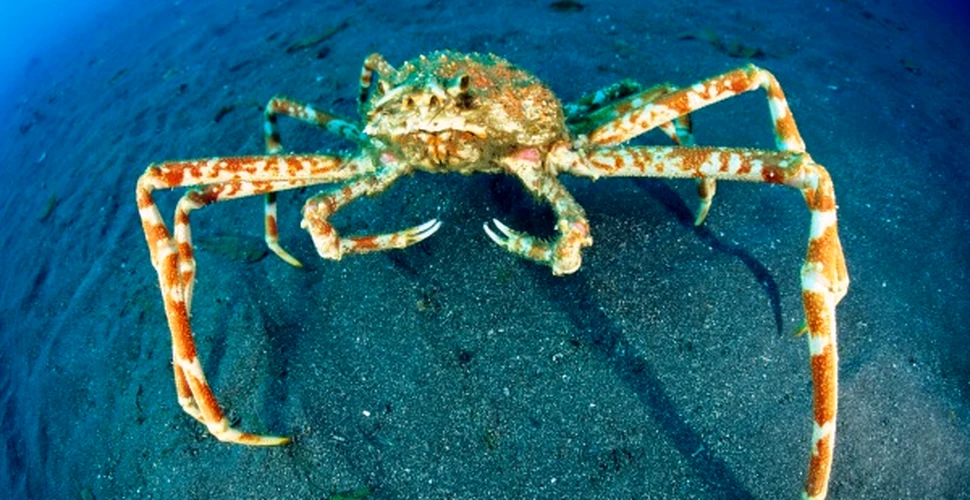 “Crabzilla”, cel mai mare crab, continua sa creasca