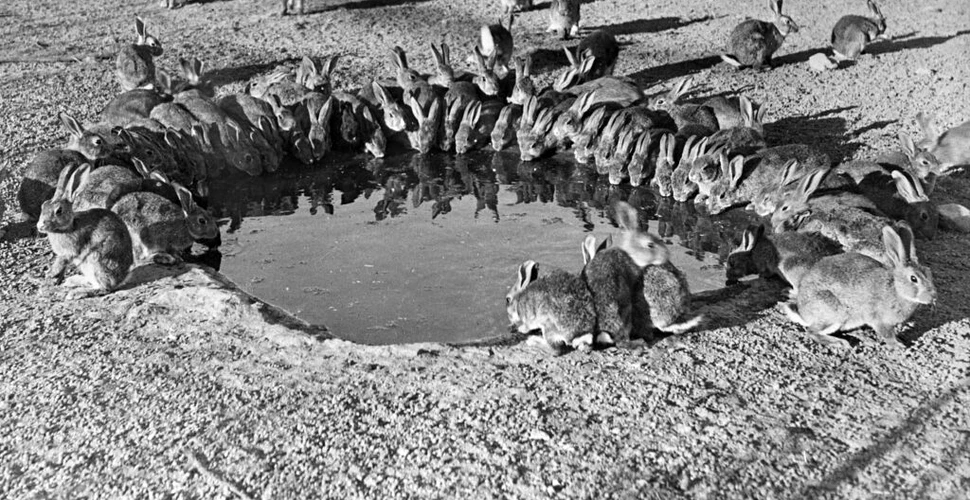 Cum au reușit 24 de iepuri britanici să cucerească Australia?