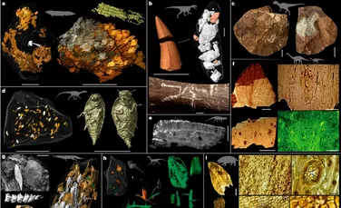 O nouă analiză arată cât de importanți au fost dinozaurii pentru ecosistemul Pământului