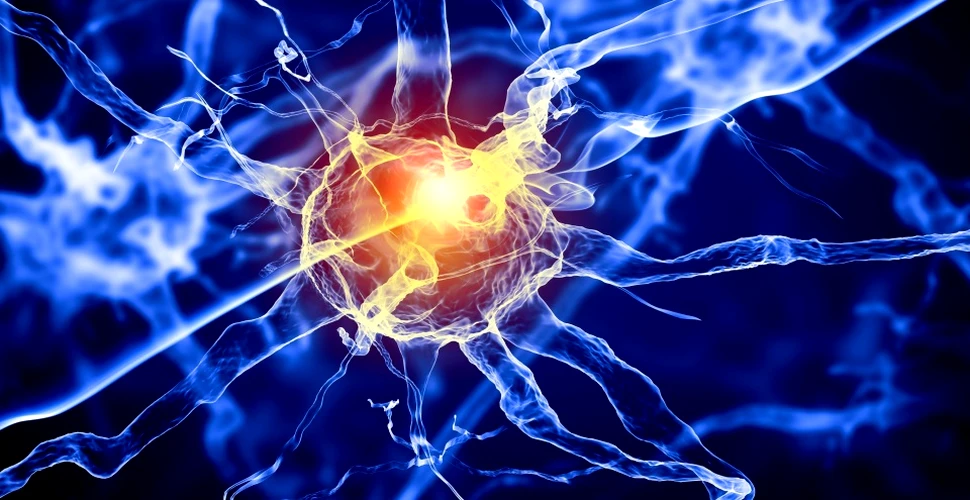 Savanţii au crescut ”creiere” tridimensionale din celule stem