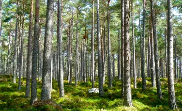 Plantarea copacilor poate fi de ajutor împotriva încălzirii globale