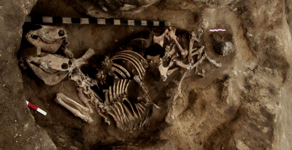 Cele mai vechi dovezi ale echitației, descoperite în Kazakhstan 