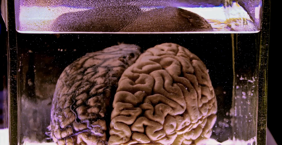 Creierul unui porc a fost ținut în viață, timp de 5 ore, în afara corpului