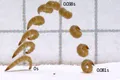 Cum sare larva acestui gândac plat de scoarță? Saltul insectei i-a uimit chiar și pe cercetători