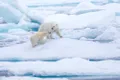 Creșterea temperaturilor dublează rata de precipitații din Arctica, arată un nou studiu