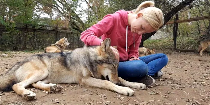 Cercetătorii din Ungaria au descoperit că lupii adulți se atașează de oameni la fel cum o fac și câinii