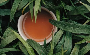 Ceaiul ayahuasca stimulează formarea de noi neuroni