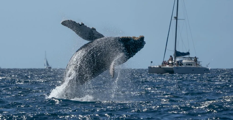Vânătoarea de balene în Islanda ar putea deveni în curând doar o filă de istorie