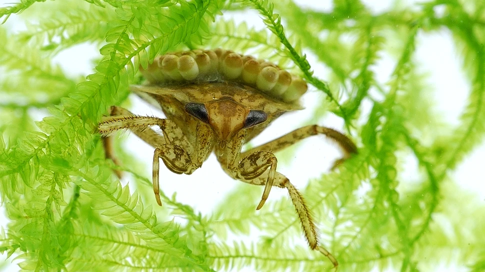 Cea mai mare insectă de apă din Europa suprinsă în timp ce devora un peşte (VIDEO)