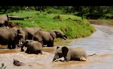 O turmă de elefanţi salvează de la moarte un pui care căzuse în râu. Imagini impresionante (VIDEO)