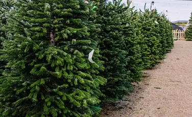 Peste 16.000 de pomi de Crăciun, vânduți prin Regia Națională a Pădurilor – Romsilva