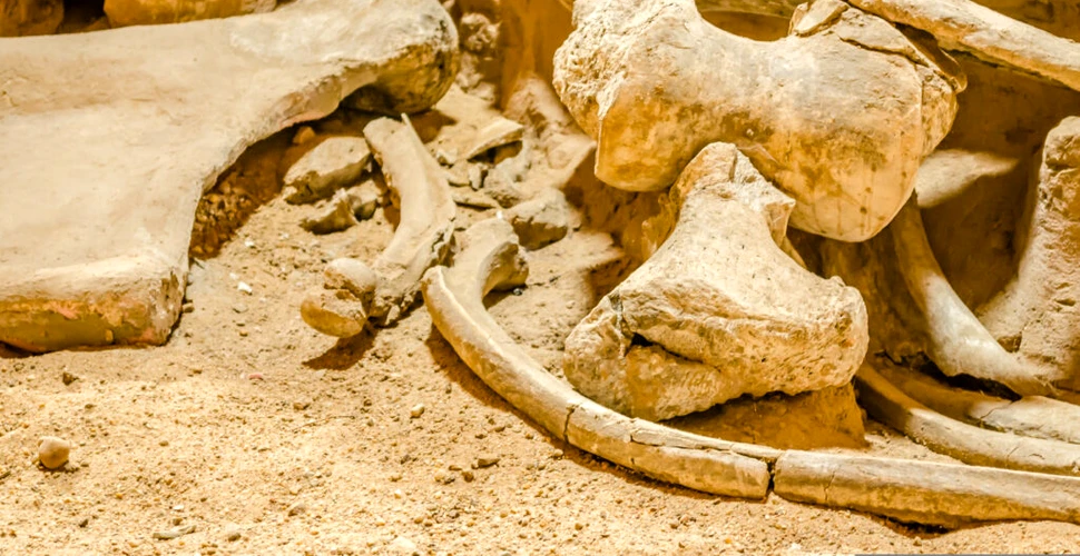 Arheologii au făcut o descoperire importantă de os de mamut în Austria