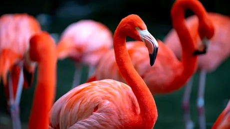 Păsările flamingo au devenit o problemă pentru orezul din Italia