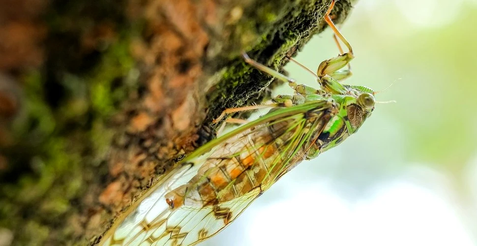 Milioane de cicade vor invada regiuni din SUA