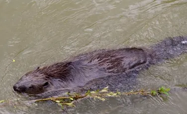 Repopularea castorilor de pe râul Tisa, o acţiune vulnerabilă