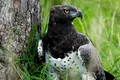 Populațiile păsărilor de pradă din Africa sunt în colaps, arată un nou studiu