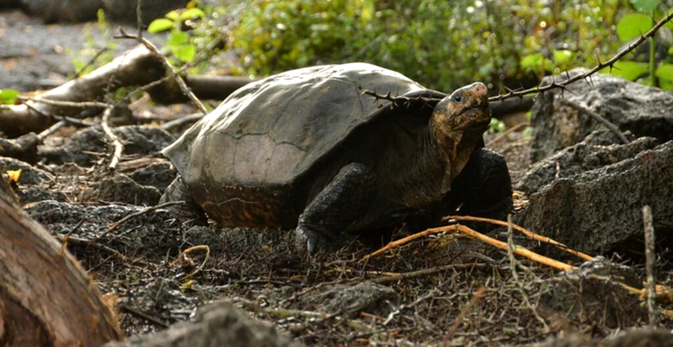 Țestoasa fantastică uriașă, considerată dispărută, a fost găsită în viață în Insulele Galapagos