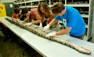 Record înfricoşător: un şarpe uriaş a fost capturat în Florida
