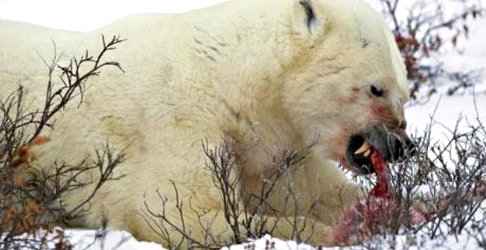 Incalzirea globala transforma ursii polari in canibali