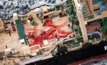 Japonia a ucis 251 de balene în ultima campanie în Antarctica, înainte să fie obligată să pună punct măcelului