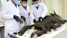 Cercetătorii vor să cloneze un bizon dezgropat din permafrostul siberian