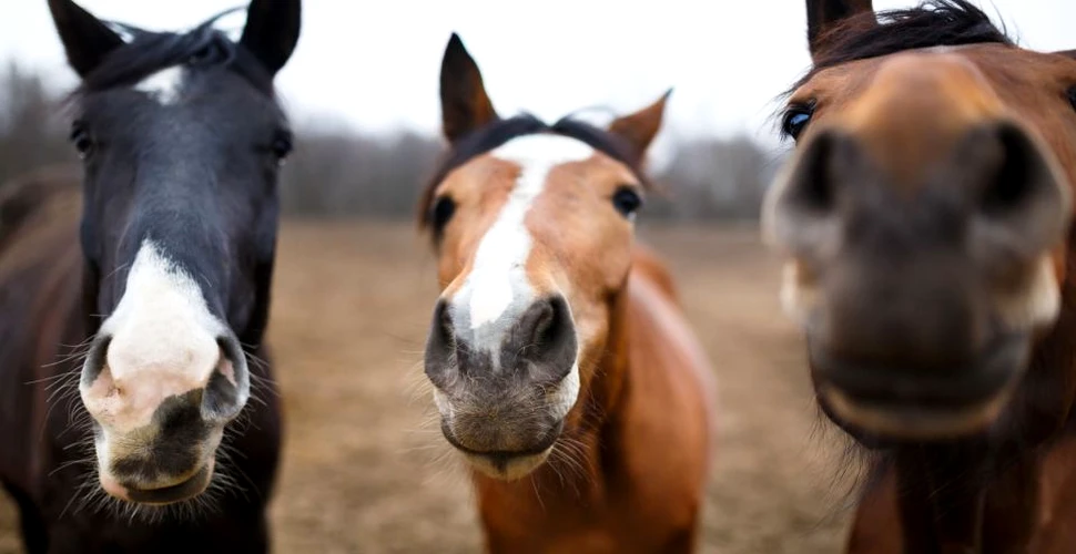 Caii au învăţat să comunice cu oamenii. Au avut nevoie de doar 15 minute pe zi, timp de 2 săptămâni